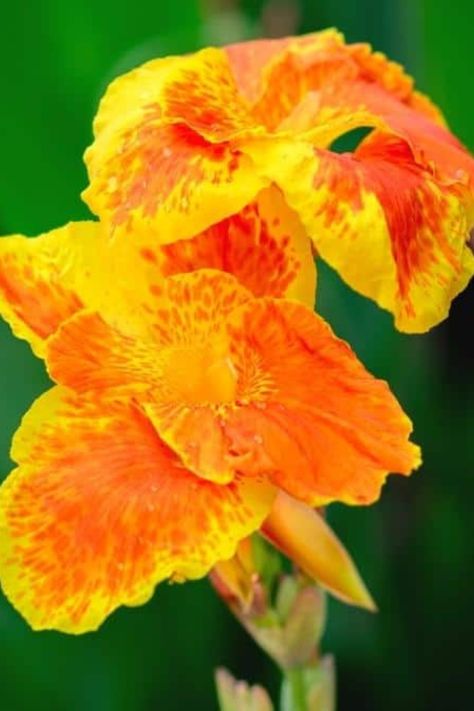 Do you need to brighten up your flowerbeds this season? What better way to do so than adding some orange canna lilies to your garden!