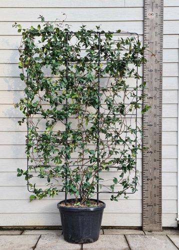 Jasmine Trellis, Gable Wall, Trachelospermum Jasminoides, Plants Nursery, Black Fence, Jasmine Plant, Star Jasmine, Home Interior Inspiration, Pin Crafts