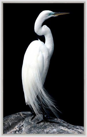 Regal Egret Now: $234.50 							  							Was: $295.00 Swan Artwork, Solid Black Background, Bird Dress, Black And White Birds, Elephant Logo, One Kings Lane, Bird Pictures, Wood Glass, Bird Photo