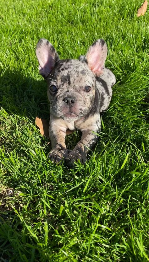 Fluffy Frenchie, Frenchie Bulldog Puppy, Cute Frenchies, French Dog, Cute Small Dogs, Hot Diggity Dog, Puppy Mom, Super Cute Dogs, Dog Mommy