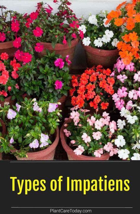 There are different types of Impatiens, some put on a show, and others are considered invasive. Which ones should you avoid? [DETAILS] Impatient Flowers, Impatiens Flowers, Impatiens Plant, Container Gardening Flowers, Shade Flowers, Patio Plants, Garden Pests, Plant Roots, Container Plants