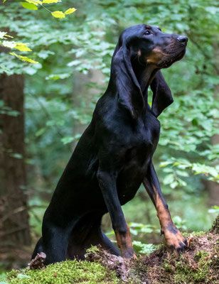 Black And Tan Coonhound, Hound Dog Breeds, Mutt Dog, Giant Dog Breeds, Teacup Yorkie Puppy, Hound Dogs, Bluetick Coonhound, Small Dog Sweaters, Dogs Breeds