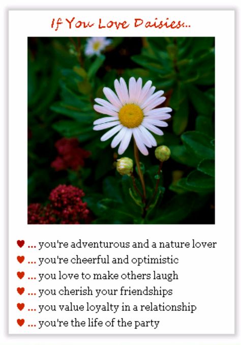 Is #Daisy your favorite flower? Then find out your 'daisy' #personality! Types Of Daisy Flowers, Daisy Flower Quotes, Flower Meanings, Yellow Daisies, Favorite Flower, Flower Quotes, Daisy Flowers, Find Beauty, Forever Love