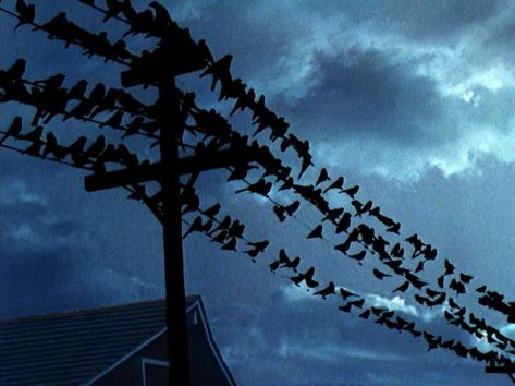 'The Birds' —1963 movie directed by Alfred Hitchcock, based on the 1952 novella, 'The Birds' The Birds Hitchcock, The Birds Movie, Alfred Hitchcock The Birds, Jessica Tandy, Organic Photography, Hitchcock Film, Alfred Hitchcock Movies, Composition Photography, Entertainment Weekly