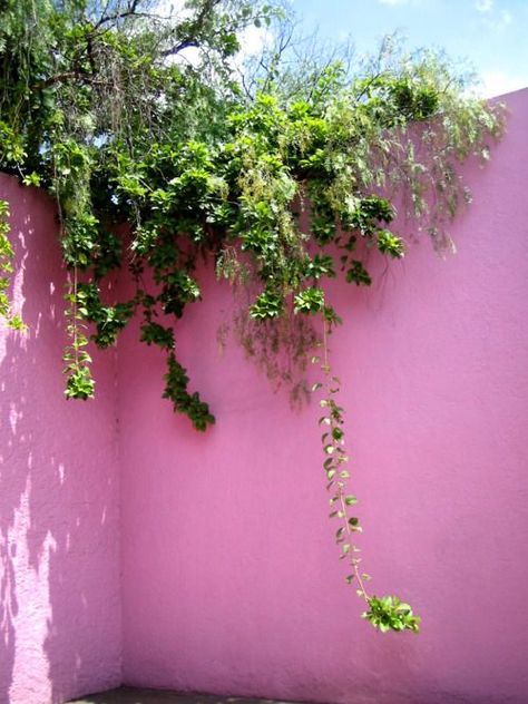 Pink wall Luis Barragan House, Murs Roses, 40th Wedding Anniversary, Bohemian House, Through The Looking Glass, Everything Pink, Pink Walls, Green Aesthetic, Garden And Yard