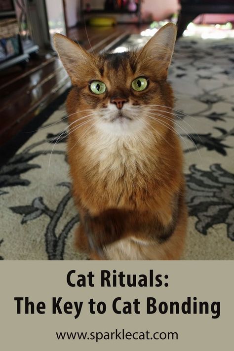 This is such an easy way to deepen the bond with your cat! Check out my blog post. Ritual Wallpaper, Cat Ritual, Raising Kittens, Cat Behavior Facts, Cat Summer, Cat Language, Cat Call, What Cat, Cat Behavior