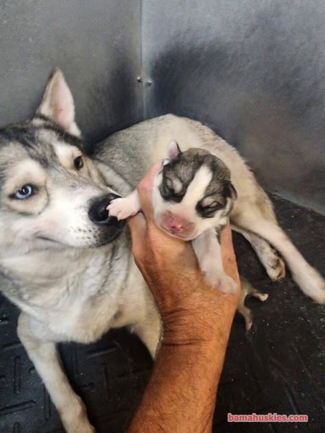 Grey and white husky puppies - Siberian Husky Puppies For Sale Kennel Cough Symptoms, White Husky Puppy, Cute Husky Puppies, Husky Puppies For Sale, White Husky, Husky Puppies, Dog Sounds, Cute Husky, My Husky