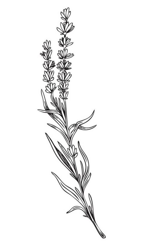 Lavender Ink Drawing, Lavender Flower Tattoo Design, Drawing Of Lavender Flowers, Lavender Flowers Sketch, Line Art Flowers Tattoo, Lavender Tattoo Black Outline, Lavender Drawing Tattoo, Lavender Sprigs Drawing, Lavender Tattoo Outline