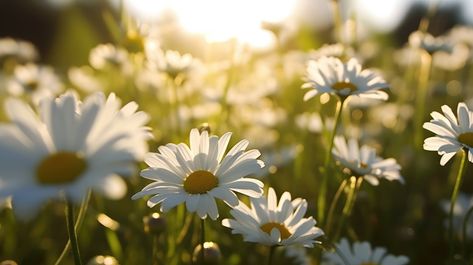 Daisy Wallpaper For Laptop, Daisy Wallpaper Laptop, Sky Aesthetic Wallpaper Laptop, Daisy Desktop Wallpaper, Summer Facebook Cover Photos, Facebook Cover Photos Flowers, Daisies Field, Bt21 Stickers, Homescreen Design