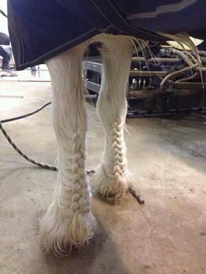 Plaited feathers Horse Mane Braids, Horse Hair Braiding, Horse Braiding, Horse Mane, Clydesdale Horses, Horse Tail, Horse Tips, Horse Grooming, All The Pretty Horses