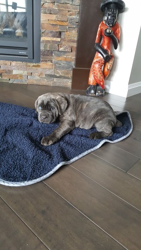 8 week old Cane Corso Brindle Cane Corso Puppy, Came Corse, Brindle Cane Corso, Blue Cane Corso, Kane Korso, Bull Mastiff Dogs, Cane Corso Puppy, Mastiff Dog Breeds, Italian Dogs