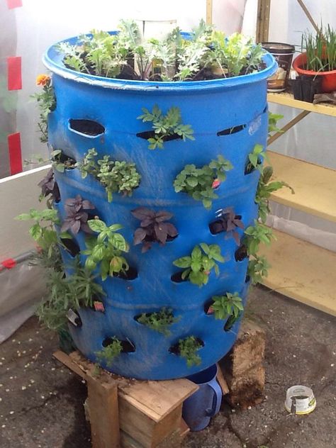 Garden Barrel finished filling it with mostly herbs on the side, and kale on top. Potato Barrel, Aqua Garden, Raised Planters, Plastic Drums, Small Vegetable Gardens, Vegetable Garden Diy, Tower Garden, Growing Plants Indoors, Raised Planter