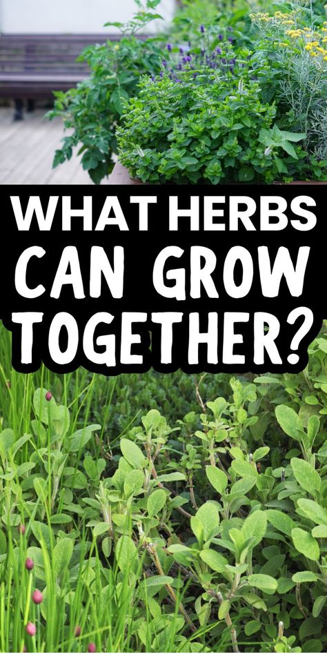 Herbs growing together in a garden, asking "What herbs can grow together?" Herb Garden Deck Ideas, Herb Garden Ideas Container, Herbs That Go Well Together, Herb Garden Pictures, Salad Garden Plants, Mobile Herb Garden, What Herbs Grow Well Together In A Pot, How To Build A Herb Garden, Herb Garden In Front Of House