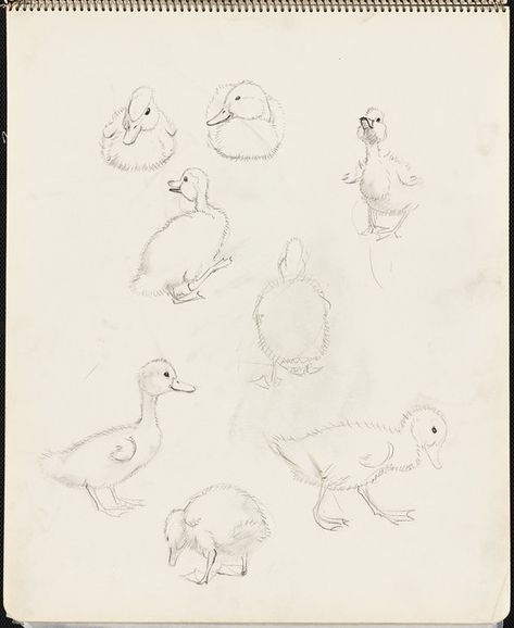 Sketches of ducklings | File name: 07_08_000064 Other local … | Flickr Robert Mccloskey, Make Way For Ducklings, Moth Tattoo Design, Duck Tattoos, Duck Drawing, Forest Drawing, Baby Animal Drawings, Cute Ducklings, Duck Art