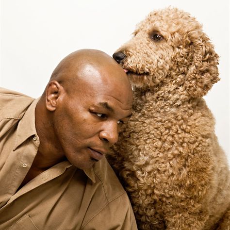 Lafite the Poodle and Mike Tyson  :) Standard Poodle Cuts, Poodle Haircuts, Poodle Party, Funny Dog Jokes, Poodle Haircut, Poodle Dogs, Poodle Cuts, Poodle Grooming, Dog Jokes