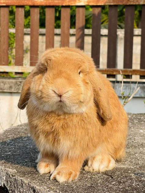 Golden Bunny, Yellow Rabbit, Golden Rabbit, Cute Bunny Pictures, Bunny Pictures, Yellow Ochre, Marine Biology, Cute Little Animals, Cute Bunny