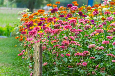 Zinnias are easy to grow annual flowers that come in a wide range of colors, flower shapes and heights. Here are tips for growing your own zinnias. Zinnia Varieties, Leaf Mulch, Garden Preparation, Easiest Flowers To Grow, Zinnia Garden, Zinnia Flower, Flowers Growing, Zinnia Flowers, Cut Flower Garden