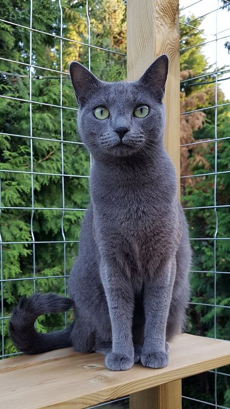 Russian Blue Shorthair, Russian Gray Cat, Cats Russian Blue, Russian Blue Siamese Cat, Russian Blue Cat Kittens, Russian Blue Cat Aesthetic, Russian Grey Cat, Russian Blue Cat Personality, Funny Cat Expressions