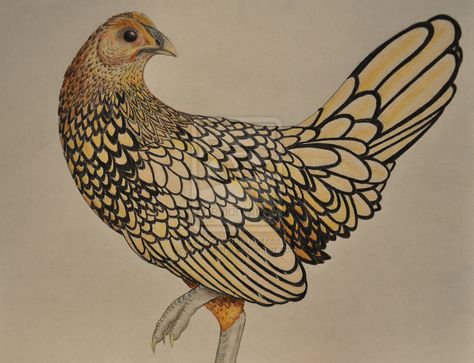 Chicken Drawing, Rooster Art, Gold Lace, Pet Chickens, Animals Artwork, Coop, Spirit Animal, Sewing Inspiration, Art Boards