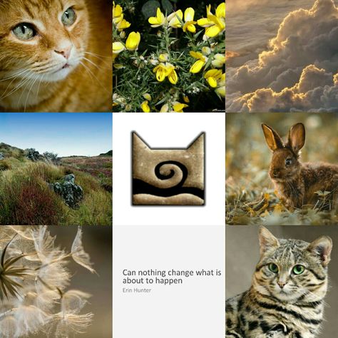 Warrior Cats Books Aesthetic, Warrior Cat Aesthetic, Windclan Aesthetic, Warrior Cats Windclan, Wc Aesthetic, Warrior Cats Aesthetic, Cute Cat Aesthetic, Warrior Cats Clans, Warriors Erin Hunter