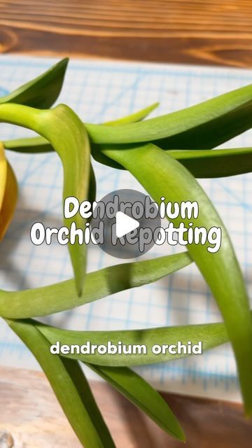 Types Of Orchids Plants, Orchid Planter Ideas, Orchid Repotting, Dendrobium Orchids Care, Orchid Terrarium, Dendrobium Nobile, Repotting Orchids, Dendrobium Orchid, Orchid House