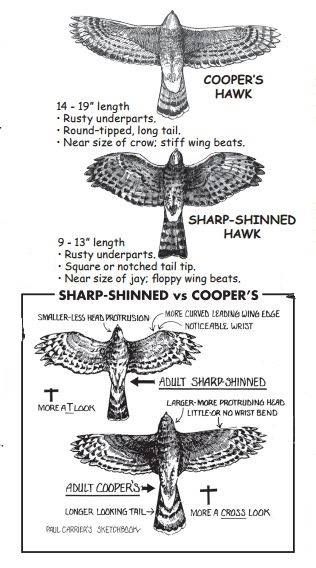 Coopers-Sharpie-Silhouette Bird Anatomy, Indian Symbols, Hawk Tattoo, Cooper's Hawk, Kestrel, Golden Eagle, Spine Tattoos, Ink Ideas, Celebrity Tattoos