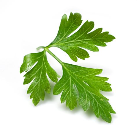 Parsley Benefits, Food Landscape, Vertical Farm, Love Bite, Parsley Leaves, Pearls Of Wisdom, Dried Parsley, Too Hot To Handle, Love Bites