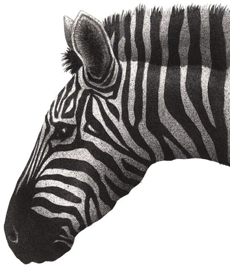 Global Illustration, Top Illustration, Zebra Illustration, Zebra Head, Illustration Agency, Zebras, Vector Graphics, Animal Drawings, Art Works