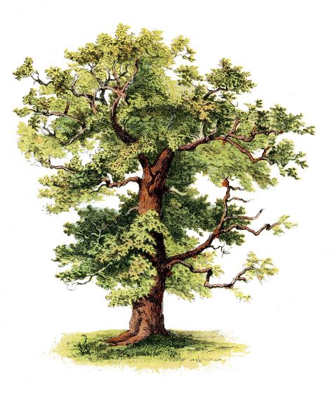 Antique Clip Art - Beautiful Tree - The Graphics Fairy Oak Tree Drawings, The Graphics Fairy, Tree Clipart, Illustration Botanique, Tree Images, Graphics Fairy, Illustration Ideas, Tree Graphic, Trendy Tree