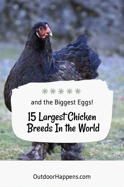 Ready to meet the biggest, baddest chickens on the farm? 🐔🍃 Outdoor Happens Homestead has the scoop on the top 15 largest chicken breeds and their jaw-dropping eggs! Get ready to cluck over these ginormous poultry powerhouses! 💨 Giant Chicken Breeds, Delaware Chickens, Largest Chicken Breed, Brahma Rooster, Sussex Chicken, Cochin Chickens, Leghorn Chickens, Brahma Chicken, Giant Chicken