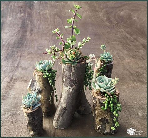 DIY Tree branch planter fully planted - group shot Branch Diy, Wood Succulent Planter, Succulent Planter Diy, Branches Diy, نباتات منزلية, Succulent Garden Diy, Hanging Succulents, Succulent Soil, Diy Tree