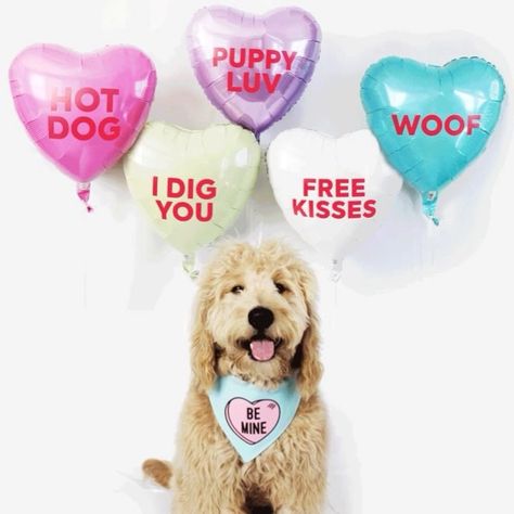 . H a p p y . P a w l e n t i n e s . D a y , P u p p e r s ! I hope your day is filled with puppy kisses, treats + cuddles galore! ❤️❤️❤️ . #barkleydoodles #puppylove Valentines Day Balloons, Puppy Valentines, Mini Goldendoodle Puppies, Super Cute Dogs, Valentines Day Dog, Puppy Kisses, Dog Photoshoot, Dog Projects, Goldendoodle Puppy