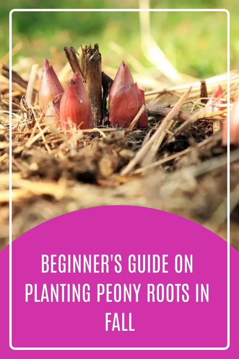 Planting Peony Roots, Planting Peonies In The Fall, When To Plant Peonies, Where To Plant Peonies, Peony Planting, Grow Peonies, Peony Bulbs, Peony Support, Peony Care