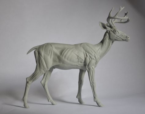 White-tailed Deer Anatomy Study Deer Anatomy, Anatomy Sculpture, Digital Sculpting, Animal Anatomy, Animal Study, Anatomy Study, Horse Sculpture, A Deer, Whitetail Deer