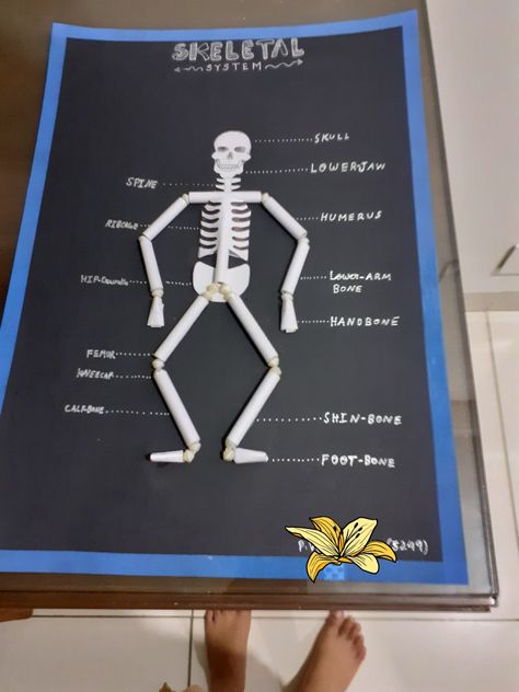 Easy to make skeletal chart Skeleton System Project, Skeleton Project For School, Skeletal System Project, Skeleton Project, Skeleton System, Classroom Assessment, Arm Bones, Holiday Homework, Skeletal System