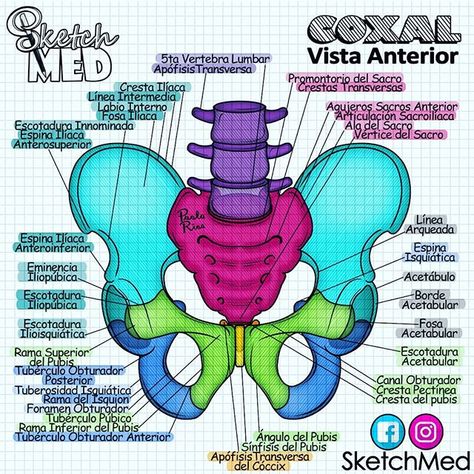 Sketch Med - Paola Rios en Instagram: “Un poco de color para comenzar el día 📚🖍️” Drawing Medical, Paola Rios, Medical Terminology Study, Medical Drawings, Medical Notes, Anatomy Bones, Medicine Notes, Medicine Studies, Basic Anatomy And Physiology