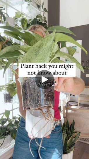 49K views · 3.2K reactions | Comment CLEAR POTS and I’ll send you a dm with links! 🔗

I didn’t believe the hype until I tried them out for myself! Now it’s clear (pun intended 😉) why so many plant people love them for their indoor plants. 🪴 It’s so easy to just take a quick look and know if it’s time to water and how the roots are growing. 

Do you like using clear pots?? Share below! 👇 🪴🌱💚

.
.
.
.
.
#plantperson #plantmom #plantladylife #plantlady #bringnatureinside #plantstyling #planttips #planttherapy
#iplanteven #plantbeginner
#planthacks 
#plantsmakemehappy 
#planthelp
#plantcare
#plantcaretips 
#houseplanthome
#plantlover
#houseplantsofig
#pottingupplants 
#indoorplants 
#plantobsession #houseplantinspo #girlwithplants #houseplantinspiration #clearnurserypots #plantpots #pla Easy Care Houseplants, Houseplant Care, Plant People, Plant Help, Plant Hacks, Plant Therapy, House Plant Care, Plant Mom, The Hype