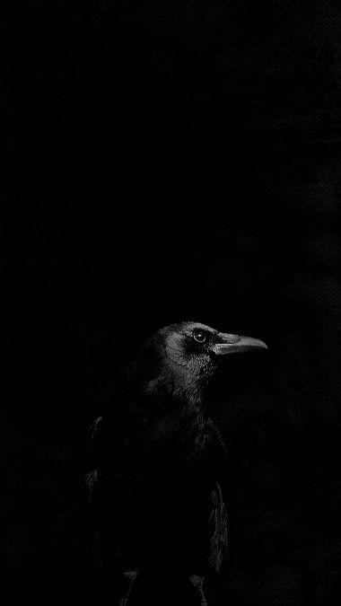 Raven Black Raven Aesthetic, Raven Wallpaper Dark, Raven Aesthetic Bird, Crow Aesthetic Dark, Fashion Black And White Aesthetic, Crow Wallpapers, Black And White Aesthetic Photography, Wallpaper Black And White Aesthetic, White Aesthetic Fashion