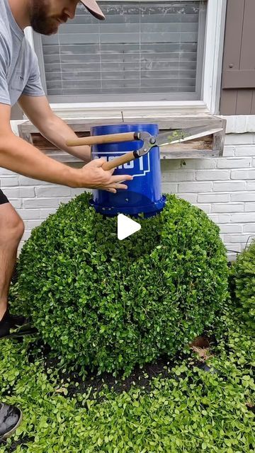 Vince Grove on Instagram: "Just a sprinkle of the magic sauce post cut. 

I guess the bowl cut only worlds for stainless steel bowls. 🤷🏽‍♂️😂

#trim #trimming #buxus #satisfying #oddlysatisfying #hedge #beforeandafter #topiary #buxusballs" Round Boxwood Landscaping, Boxwood Landscaping Ideas, Front Porch Topiary Ideas, Buxus Hedge, Porch Topiary, Topiary Ideas, Magic Sauce, Boxwood Landscaping, Boxwood Hedge