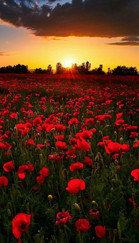 Poppy Wallpaper, Wild Flower Meadow, Pretty Landscapes, Poppy Field, Beautiful Flowers Wallpapers, Beautiful Locations Nature, Poppy Flower, Flowers Nature, Flower Field