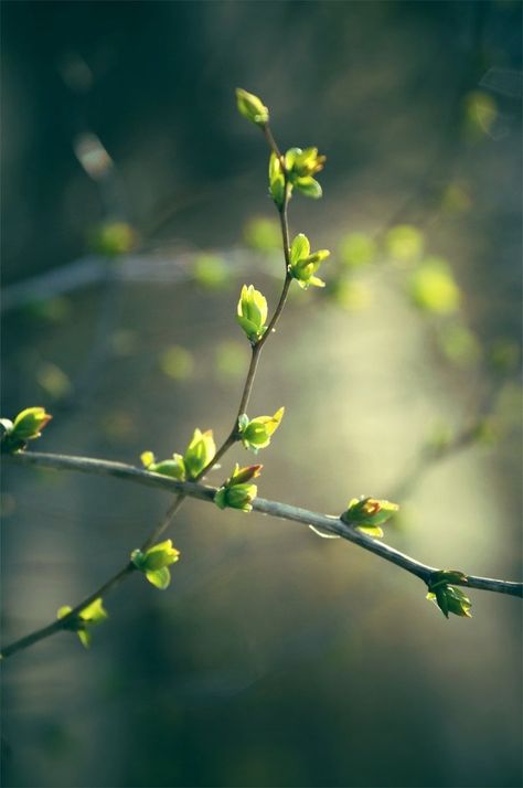 Early Spring Aesthetic, Witch Spring, Nature Scape, Springtime Photos, Spring Pics, Mars Wallpaper, Spring Pictures, My Colors, Spring Mood