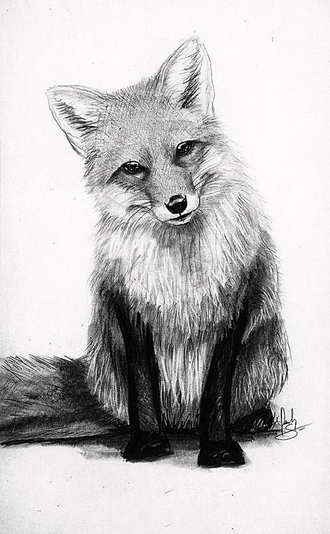 Fox Pencil Drawing, Fox Drawing Sketches, Fox Sketch, Realistic Animal Drawings, Fox Artwork, Botanical Line Drawing, Graphite Art, Fox Drawing, Realistic Pencil Drawings