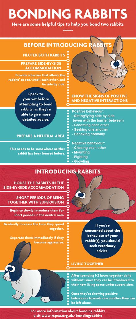 RSPCA guide on how to safely and effectively introduce and bond rabbits Bonding Rabbits, Pet Activities, Rabbit Behavior, Bunny Cage, Pet Rabbit Care, Bunny Hutch, All About Rabbits, Pet Bunny Rabbits, Raising Rabbits