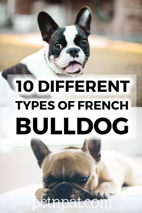 10 Different Types Of French Bulldogs: Frenchie Breeds For Families Frenchie Bulldog Puppy, Baby French Bulldog, French Bulldog Breed, 10 Animals, French Bulldog Facts, French Dogs, French Bulldog Funny, Bulldog Breeds, Frenchie Mom