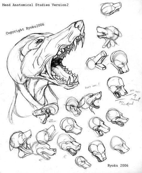 Head Anatomy, Male Figure Drawing, Wolf Totem, Wolf Skull, Dog Anatomy, Human Figure Drawing, 강아지 그림, Animal Study, Canine Art