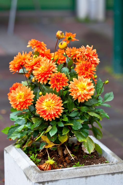 Growing Dahlias in Pots – 8 Secrets to Success How To Grow Dahlias In Pots, Dahlia Container Ideas, Dahlia In Pots Container Garden, Dahlia Planter Ideas, Dahlia In Pots, Dahlias In Containers, Dahlias In Pots, Dahlia Flower Garden, Porch Pots