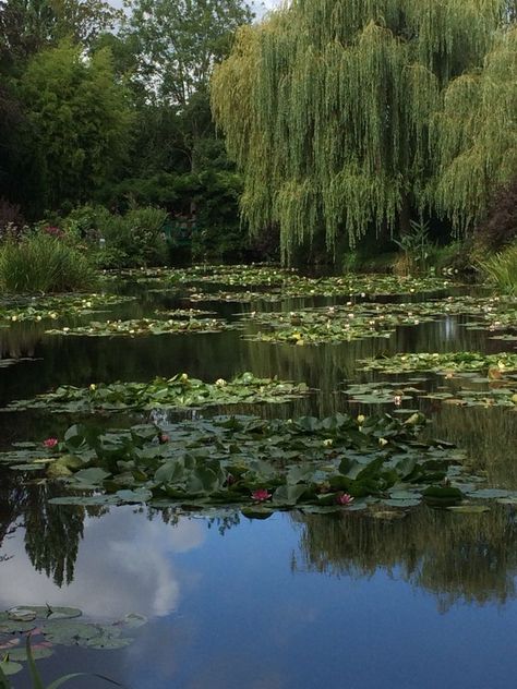 Weeping Willow Tree, Pond Landscaping, Sunken Garden, Perfect View, Weeping Willow, Perspective Art, Nature Artwork, Green Landscape, Lake Life