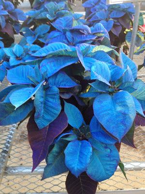 Blue poinsettia -- The Impatient Gardener Blue Poinsettia, Flowers For Christmas, Christmas In Blue, Xmas Flowers, Poinsettia Decor, Top Flowers, Poinsettia Plant, Flower Pot Design, Darkest Days