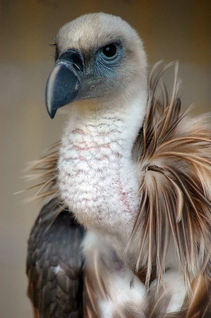 Saw this magnificent bird in national park donana in Andalusia Birds Talking, Seed Ornaments, Bloom Magazine, Griffon Vulture, Animals Tattoo, Tattoo Nature, Wallpaper Aesthetics, Bird Seed, Big Bird