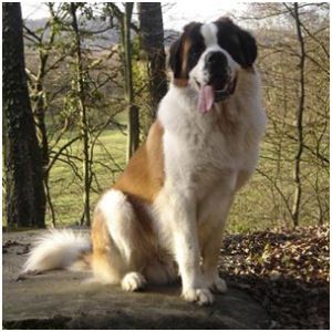 Stranger Things One, Russian Bear Dog, Chubby Puppies, St Bernard Puppy, Unique Dog Breeds, Rare Dog Breeds, Rare Dogs, St Bernard Dogs, Hybrid Dogs